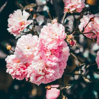 Flowers laptop wallpaper