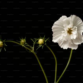 Flowers laptop wallpaper