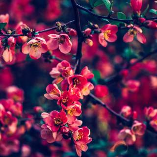 Flowers laptop wallpaper