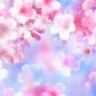 Flowers laptop wallpaper