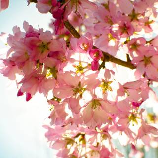 Flowers laptop wallpaper