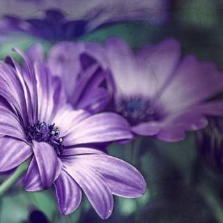 Flowers laptop wallpaper