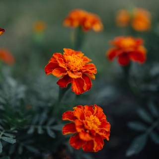 Flowers laptop wallpaper