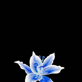 Trio matching wallpaper