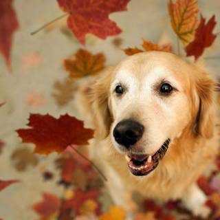 Cute fall dogs wallpaper