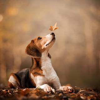 Cute fall dogs wallpaper
