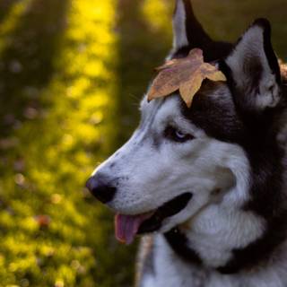 Cute fall dogs wallpaper
