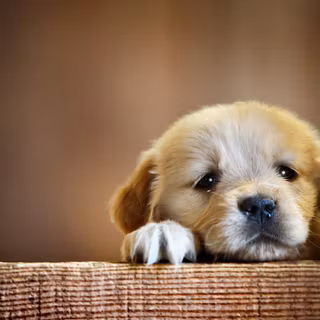 Cute fall dogs wallpaper