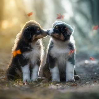 Cute fall dogs wallpaper