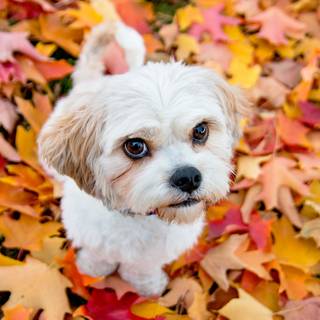 Cute fall dogs wallpaper