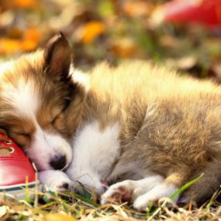 Cute fall dogs wallpaper