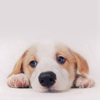 Cute fall dogs wallpaper