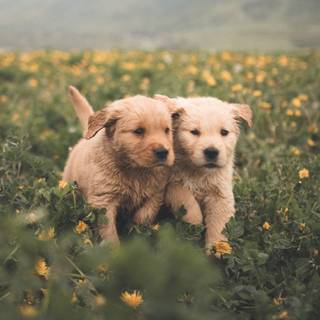 Cute fall dogs wallpaper