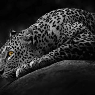 Leopard print desktop wallpaper