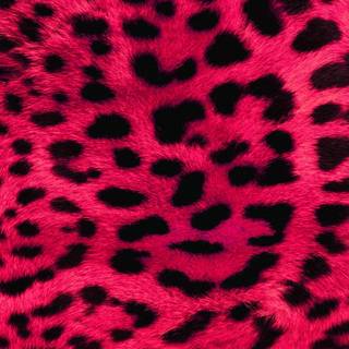 Leopard print desktop wallpaper