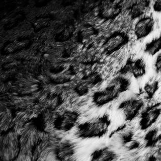Leopard print desktop wallpaper