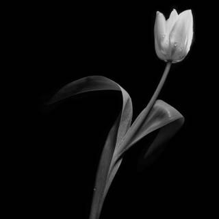 Black and white flower wallpaper