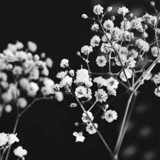 Black and white flower wallpaper
