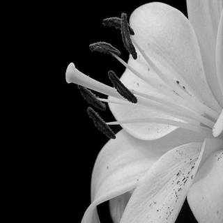 Black and white flower wallpaper