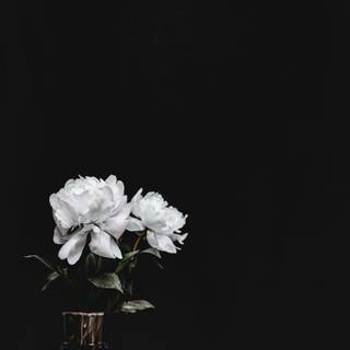 Black and white flower wallpaper