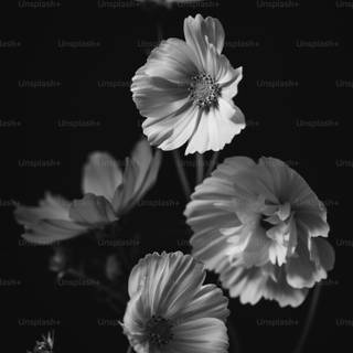 Black and white flower wallpaper