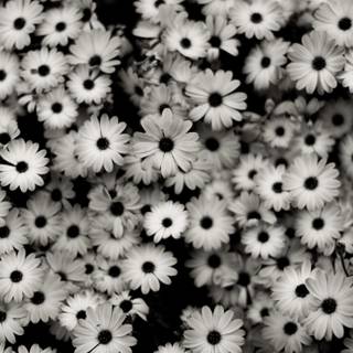 Black and white flower wallpaper