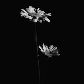 Black and white flower wallpaper