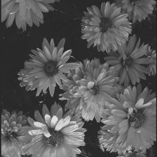 Black and white flower wallpaper