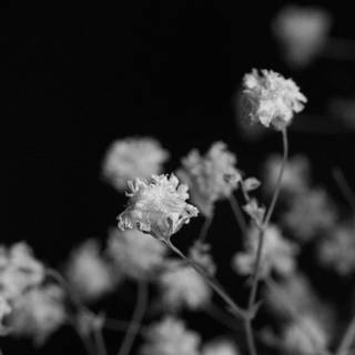 Black and white flower wallpaper