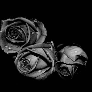 Black and white flower wallpaper