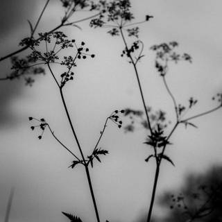 Black and white flower wallpaper