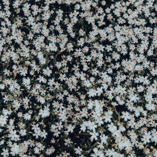 Black and white flower wallpaper