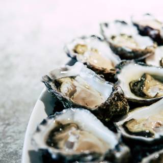 Oyster wallpaper