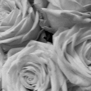 Black and white flower wallpaper