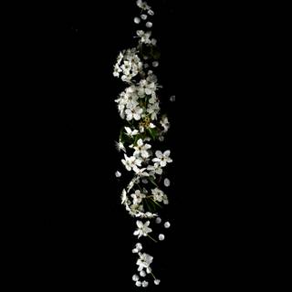 Black and white flower wallpaper