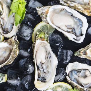 Oyster wallpaper
