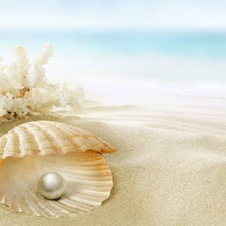 Oyster wallpaper