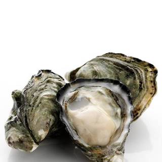 Oyster wallpaper