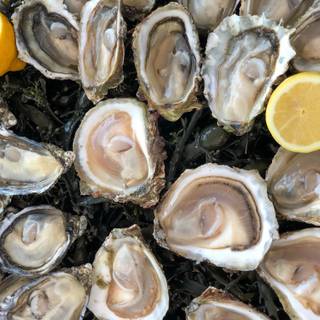 Oyster wallpaper