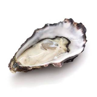 Oyster wallpaper