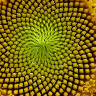 Fibonacci sequence wallpaper