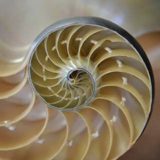 Fibonacci sequence wallpaper