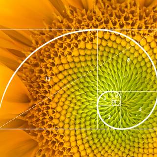 Fibonacci sequence wallpaper