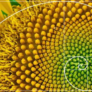 Fibonacci sequence wallpaper