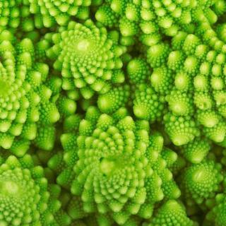 Fibonacci sequence wallpaper