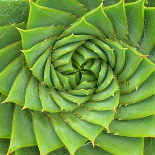 Fibonacci sequence wallpaper