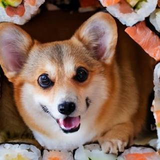 Sushi dog wallpaper