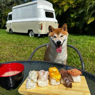 Sushi dog wallpaper