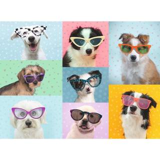Summer dog collage funny wallpaper