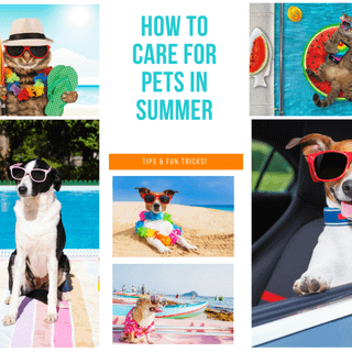 Summer dog collage funny wallpaper